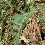 Rhaponticum coniferum Blatt