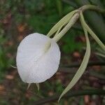 Brassavola nodosa फूल