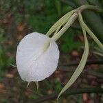 Brassavola nodosa Цвят