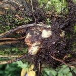 Dryopteris pentheri Sonstige