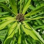 Vernonia noveboracensis Other