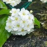 Spiraea × vanhouttei Flower