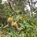 Buddleja stachyoides Çiçek