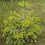 Abies nordmanniana Costuma