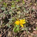 Crocus flavus 花