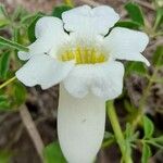 Amphilophium cynanchoides Floare