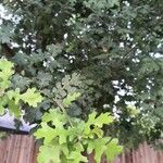 Quercus garryana Hoja