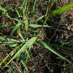 Sorghum halepense Frunză