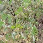 Arctostaphylos mewukka Hoja