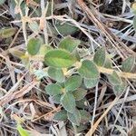 Psilotrichum elliotii Leaf