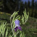 Clematis hirsutissima ফুল