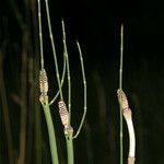 Equisetum laevigatum ফল