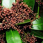 Skimmia japonica Virág