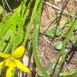 Gagea fragifera 葉