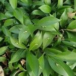 Ruscus hypophyllum Blatt