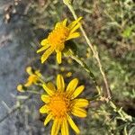 Senecio pterophorus Flower