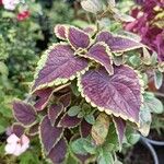 Coleus decurrens পাতা