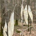 Lunaria rediviva Leaf