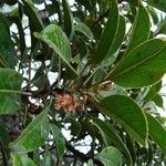 Elaeocarpus dognyensis Otro