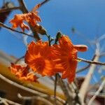 Cordia dodecandra Kvet