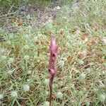 Serapias bergonii Flower