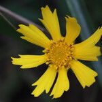 Coreopsis auriculata Flower