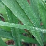 Aspidistra caespitosa Hoja