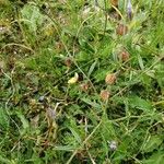 Helianthemum aegyptiacum Fruit