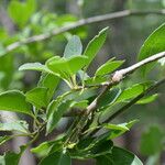 Stegnosperma cubense Leaf