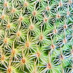 Mammillaria matudae Sonstige