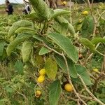 Solanum tettense Fruit