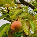 Pyrus cordata Ліст