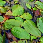 Potamogeton natans Leaf