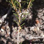 Calytrix glutinosa Liść