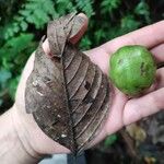 Ticodendron incognitum Fruto