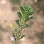 Ziziphora hispanica Hoja