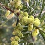 Torreya californica Blomma