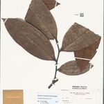 Guatteria discolor Hoja