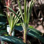 Rhododendron strigillosum 树皮