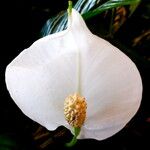 Spathiphyllum wallisii 花