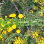 Acacia paradoxa Leaf