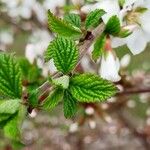 Prunus tomentosa Leaf