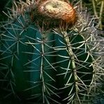 Melocactus azureus Συνήθη χαρακτηριστικά