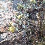 Helianthemum syriacum Hoja