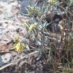 Helianthemum syriacum Lapas