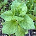 Petunia integrifolia 葉