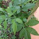 Ligusticum canadense Leaf