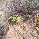 Valeriana vesicaria Ffrwyth