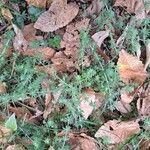 Galium maritimum Habit