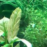 Neobeckia aquatica Лист